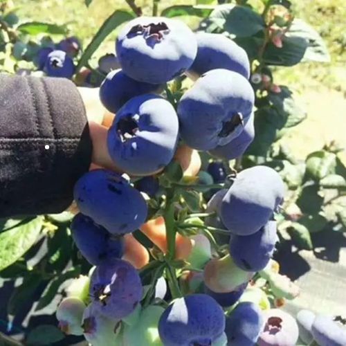 🫐Blueberry Seeds - Easy to grow, delicious and nutritious, cold resistant🌱