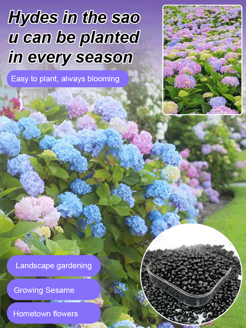 🌸Hydrangea Seed-Unlock Nature's Beauty🌱