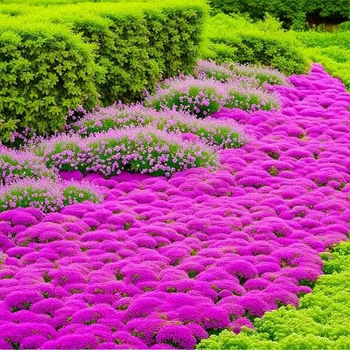 📣Optimal Ground Cover✨Seeds of Baise Flower Garden