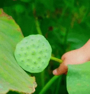 All-Natural Green Lotus Seed Hearts: Relieve Heat and Cool the Body