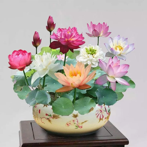 Lotus Seed Flower Color Mystery Box