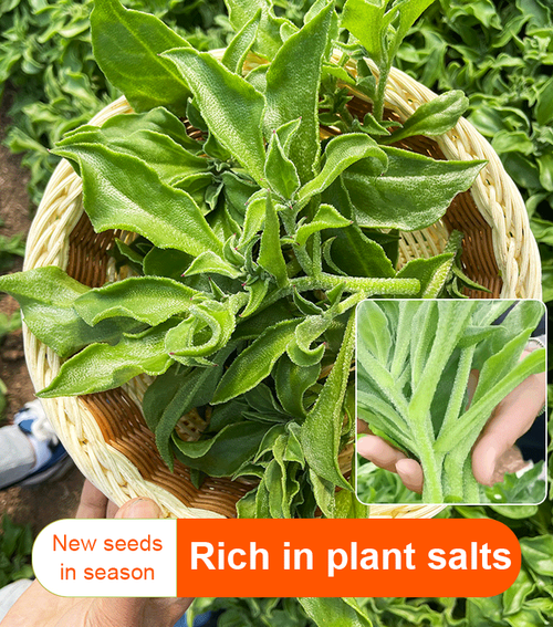 Crystal ice plant seeds for seasonal indoor balcony potted vegetables