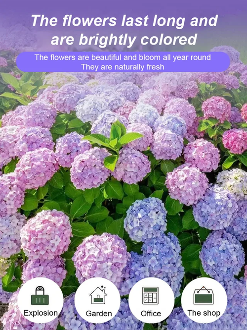 Blind box seeds of hydrangea with various colors and four seasons
