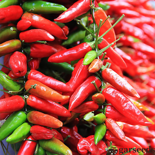 Beauty Chili Pepper🌶️Seeds-High Yield