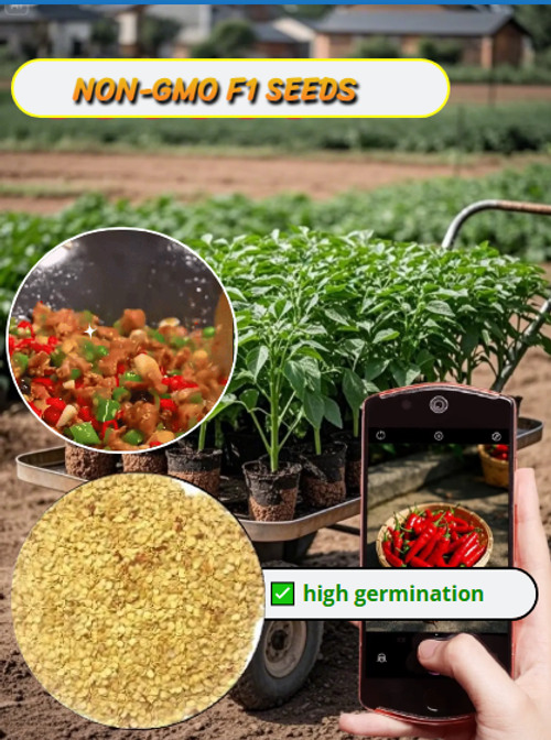 Spicy on top of spicy, Chaotian Xiyang small chili peppers