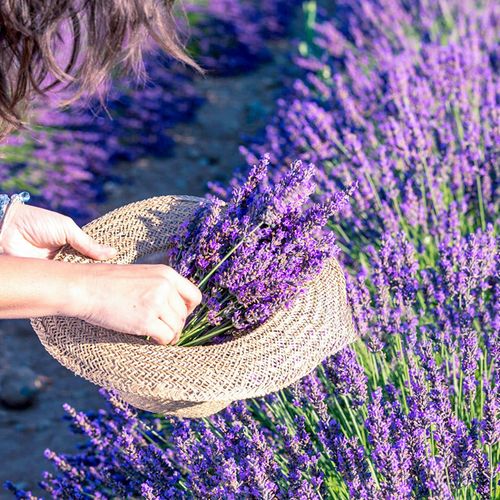 Mosquito-repellent potted lavender flower seeds, suitable for planting all year round