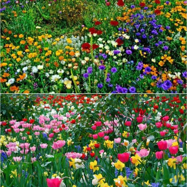Blind boxes of wildflower seeds in the forest. A variety of small flowers make your small courtyard colorful.