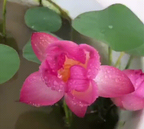 💐The Sacred Bonsai Bowl Lotus Flower - Sow all year round, grow well and are easy to grow!