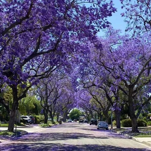 🌸WISTERIA - THE GARDENS CASCADING BEAUTY ALL YEAR ROUND