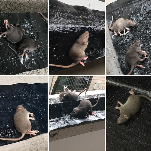 Hot-Selling Magic Carpet Mouse Traps Effective Pest Control and Rat Trap with Safety Glue Solid State for Prevention Cure
