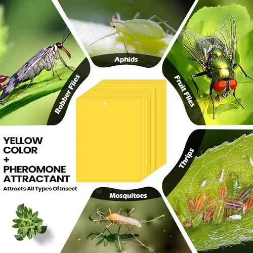 🦟🐛🍃Double Sided Sticky Bug Traps(1 Pack (20 pcs) 4 sales