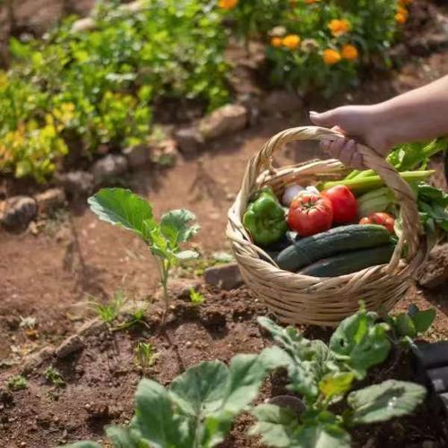 Kit de Armazenamento de Sementes de Legumes – Pacote com 35 variedades, ideal para cultivo em casa e para armazenar sementes de legumes tradicionais. Ótimo presente para quem gosta de jardinagem.