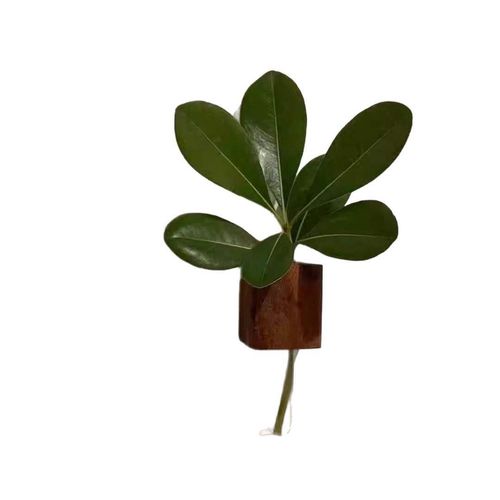Solid wood creative daily household fresh flowers vase refrigerator magnet test tube wall hanging sign wooden box craft wall hanging