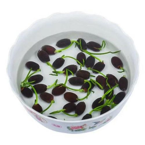 🔥HOT SALE🔥 COD！Easy Grow Water Lily Flower Seeds For Home Pond