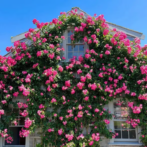 Climbing Vine Rose Flower Seeds（1000 seeds)🌹