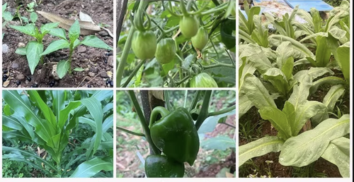 compound fertilizer NPK 18-18-18 for Garden Fruit Trees & Vegetables 15kg