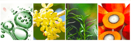 Rosemary Extract + Batana Oil Shampoo