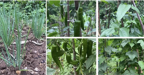 compound fertilizer NPK 18-18-18 for Garden Fruit Trees & Vegetables 15kg