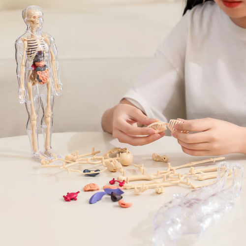 Clear Human Body Structure Model