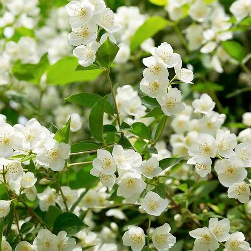 LAST DAY Promotion🌸Double Jasmine Seeds（Free Nutrient Solution）