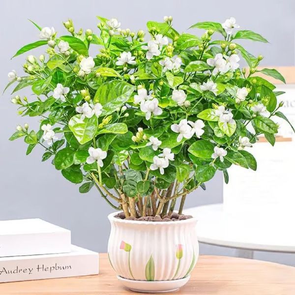 Last Day 60% OFF🔥 Jasmine suitable for Ghana (Free 2 packs of nutrient soil)