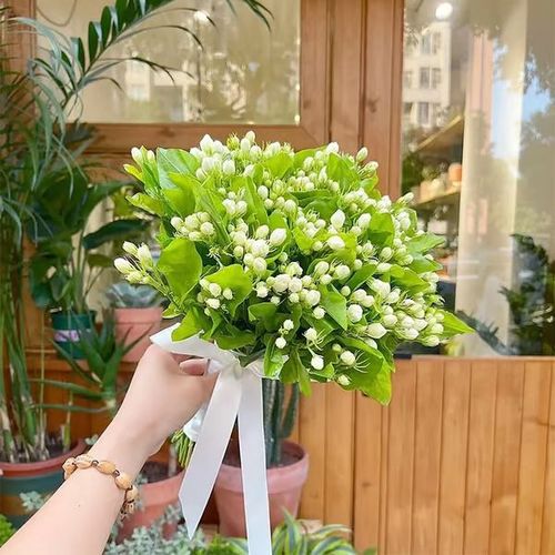 Last Day 60% OFF🔥 Jasmine suitable for Ghana (Free 2 packs of nutrient soil)