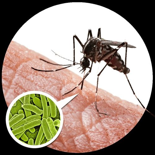 Mosquito repellent patches, a summer essential, keep mosquitoes away. Order now and enjoy a 50% discount!