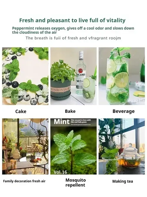 🌿Edible Mosquito Repellent Mint🌿Easy to maintain, drought and heat tolerant, can be planted in all seasons