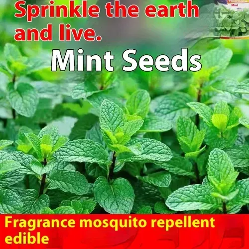 🌿Edible Mosquito Repellent Mint🌿Easy to maintain, drought and heat tolerant, can be planted in all seasons