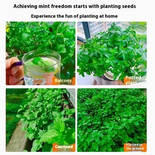 🌿Edible Mosquito Repellent Mint🌿Easy to maintain, drought and heat tolerant, can be planted in all seasons