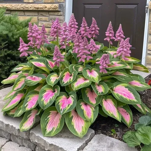 🍃Rare Hosta Seeds🌿Easy to maintain, drought and heat tolerant, can be planted in all seasons