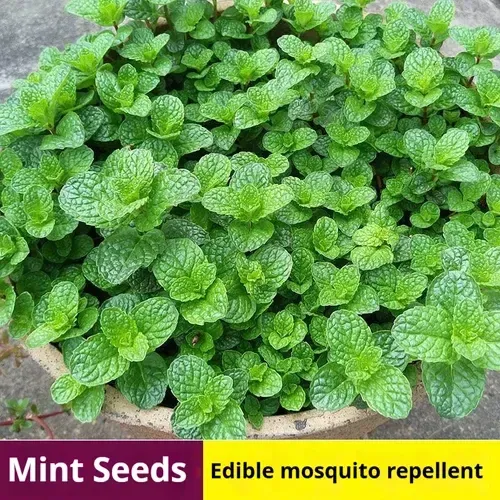 🌿Edible Mosquito Repellent Mint🌿Easy to maintain, drought and heat tolerant, can be planted in all seasons