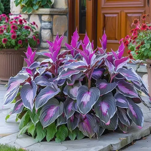 🍃Rare Hosta Seeds🌿Easy to maintain, drought and heat tolerant, can be planted in all seasons