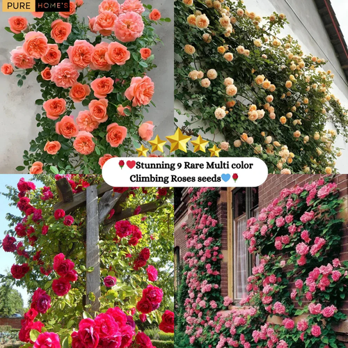 🌺Climbing Rose Seeds🌺Easy to maintain, drought and heat tolerant, can be planted in all seasons
