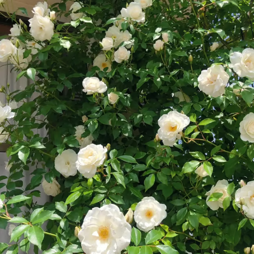🌺Climbing Rose Seeds🌺Easy to maintain, drought and heat tolerant, can be planted in all seasons