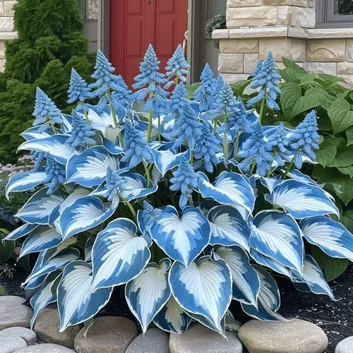 🍃Rare Hosta Seeds🌿Easy to maintain, drought and heat tolerant, can be planted in all seasons