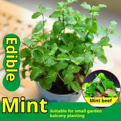 🌿Edible Mosquito Repellent Mint🌿Easy to maintain, drought and heat tolerant, can be planted in all seasons