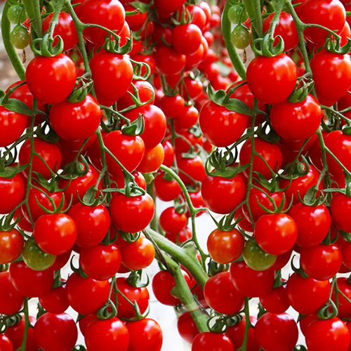 （200 capsules）🎉Limited Time Offer 🍅Waterfall Tomato Seeds（High Yield）
