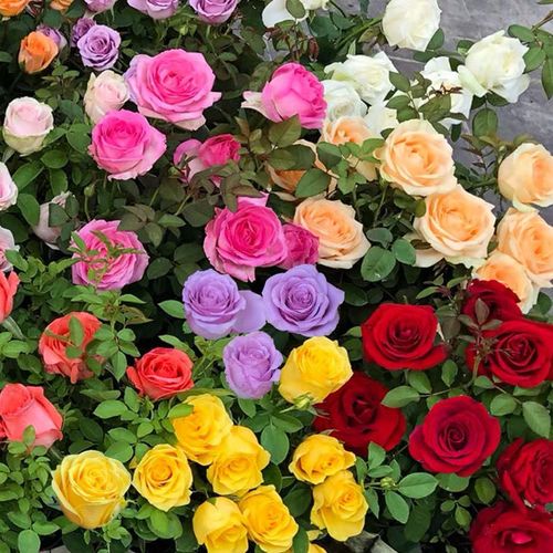 Rose Seeds Perfume Rose Flower Seeds Seasonal Flowering Easy to Plant Balcony Potted Red Rose Flower Flower Seeds