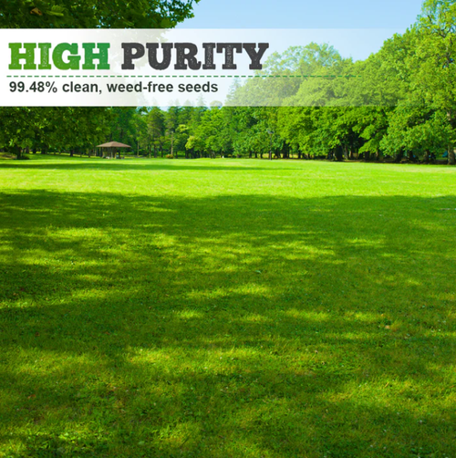 drought-resistant, pet-friendly garden grass seeds - evergreen lawn grass seeds