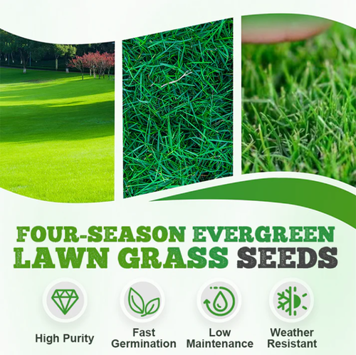 drought-resistant, pet-friendly garden grass seeds - evergreen lawn grass seeds