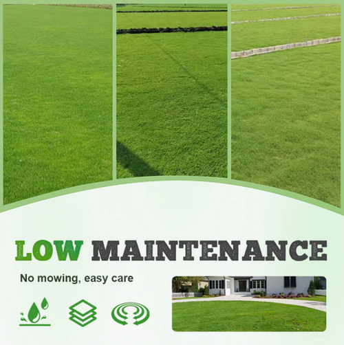 drought-resistant, pet-friendly garden grass seeds - evergreen lawn grass seeds