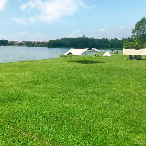 drought-resistant, pet-friendly garden grass seeds - evergreen lawn grass seeds