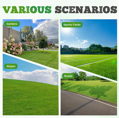 drought-resistant, pet-friendly garden grass seeds - evergreen lawn grass seeds