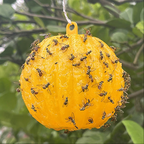 Pièges à mouches des fruits environnementaux suspendus Pièges collants -Jaune（10 portions）