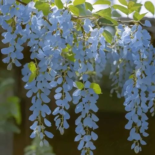 🌸WISTERIA - THE GARDENS CASCADING BEAUTY ALL YEAR ROUND
