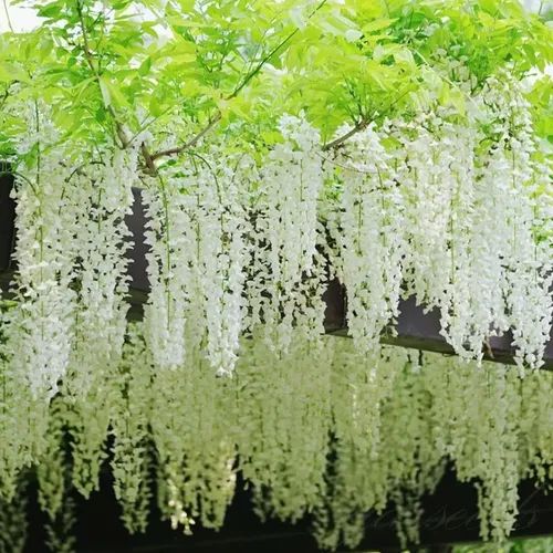 🌸WISTERIA - THE GARDENS CASCADING BEAUTY ALL YEAR ROUND