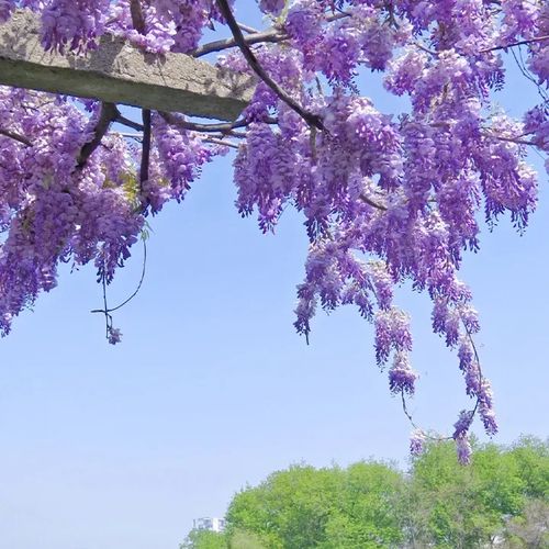 🌸WISTERIA - THE GARDENS CASCADING BEAUTY ALL YEAR ROUND