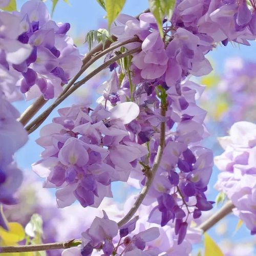🌸WISTERIA - THE GARDENS CASCADING BEAUTY ALL YEAR ROUND