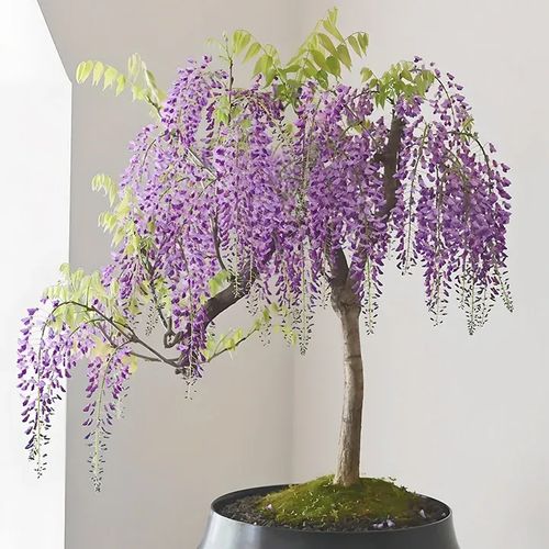🌸WISTERIA - THE GARDENS CASCADING BEAUTY ALL YEAR ROUND